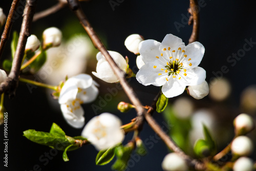 Slika na platnu Delicate white blossom opens among tight round buds on a sunlit branch while fin