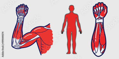Human Muscular System Anatomy Illustration.