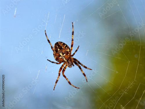 European garden spider arenas diadematus in web on blue and green background