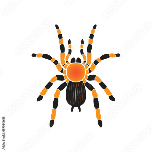 spider design, tarantula on white background. vector illustration