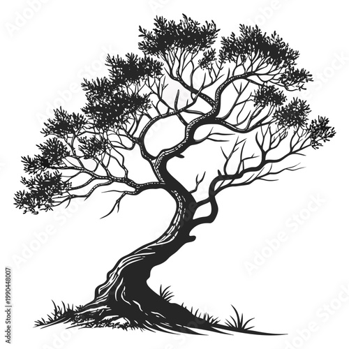 Olive tree silhouette gnarled twisting trunk sparse canopy