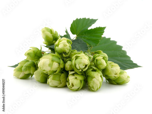 Fresh green hops attached to a vine with lush green leaves