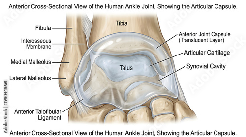 Anterior cross‑sectional view of the human ankle joint demonstrating tibia and fibula malleoli articulating with the talus, articular cartilage surfaces, synovial cavity and translucent anterior joint