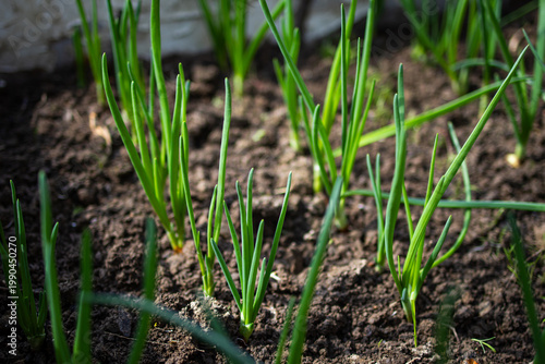 фотографія Young green onion shoots emerge from dark garden soil under bright sunlight show