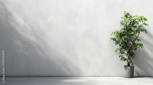 Potted plant against white wall with soft shadow in minimalist interior