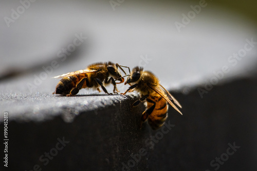 Canvas Print Bees communicate beak to beak at the brink of a dark surface