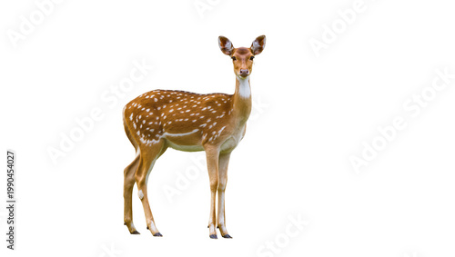 Photos Spotted deer standing gracefully, isolated on transparent background