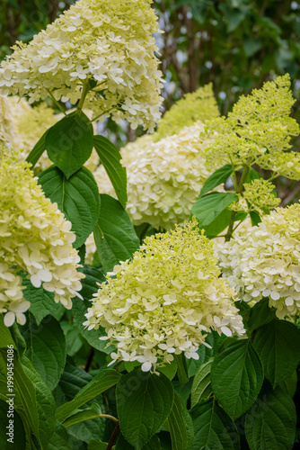 Beautiful clusters of pale green and white hydrangeas bloom in a sunny garden during summer days