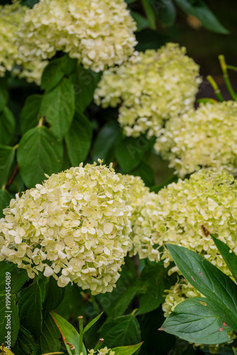 Blooming hydrangeas in a lush garden showcase their delicate beauty during warm summer days