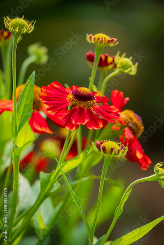 Vibrant red flowers sway gently in a sunny garden, inviting nature's beauty to bloom
