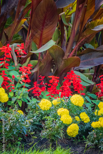 Vibrant garden scene with red and yellow flowers blooming among lush green foliage in full sunlight