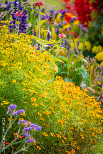 Colorful blooms adorn a vibrant flower garden filled with life and beauty on a sunny day