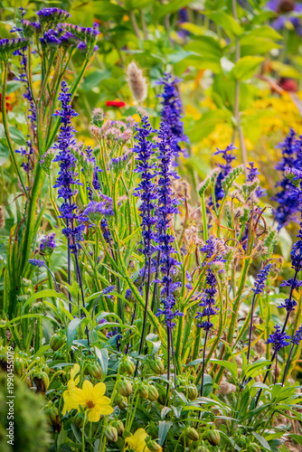Vibrant garden scene filled with blooming flowers in shades of purple and yellow on a sunny day