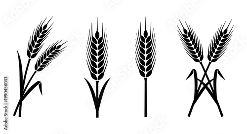 Wheat ear black silhouette icons set, organic grain cereal stalks vector, agricultural barley and rye plant elements for bakery logo design