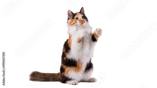 Canvastavla Calico cat standing on hind legs reaching up with paw, isolated on transparent b