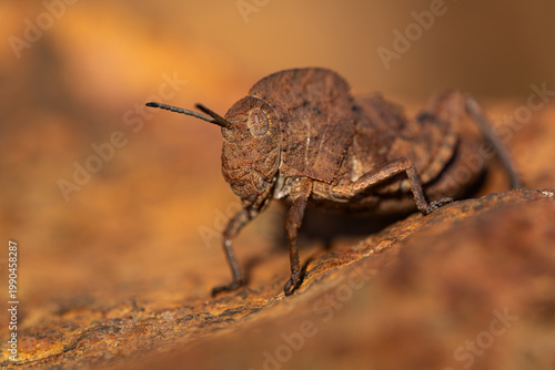 Close-up of a grasshopper from the Pamphagidae family perfectly camouflaged against a reddish rocky environment. Its natural coloration blends naturally into its environment.