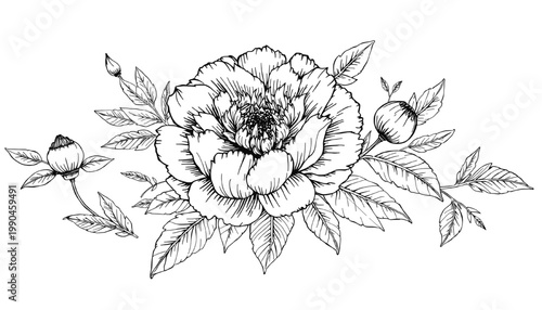 Wide peony floral arrangement with leaves and buds in detailed botanical line art style ideal for wedding invitations packaging branding and decorative borders