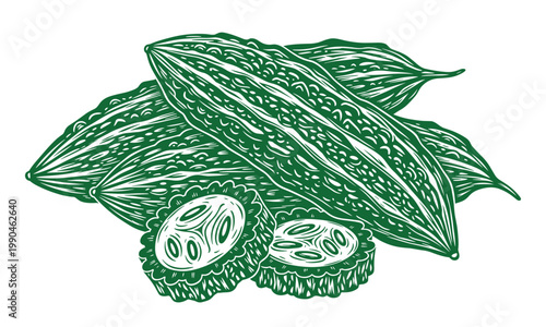 Bitter melon green vegetable vector illustration hand drawn vintage etching style.