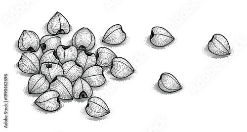 Buckwheat seeds vector illustration hand drawn with vintage classic etching art.