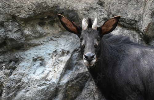 Konstfotografi majestic serow standing on the rocks against a stone cliff background in a zoo