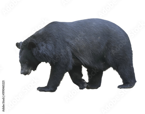 Asian black bear (Moon bear) standing isolated