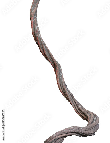 Green ivy vine plant climbing  isolated