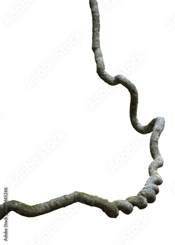 Green ivy vine plant climbing  isolated