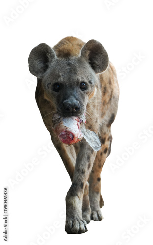 potted hyena carrying a piece of raw meat in its mouth
