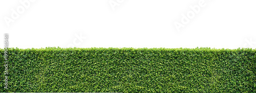 Green hedge isolated