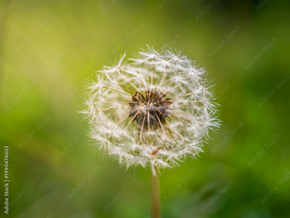Fototapeta premium selective focus Dandelion seed, with soft green background, natural light