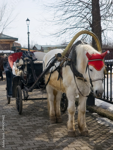 Quadro su tela White horse harnessed to carriage on cobblestone street