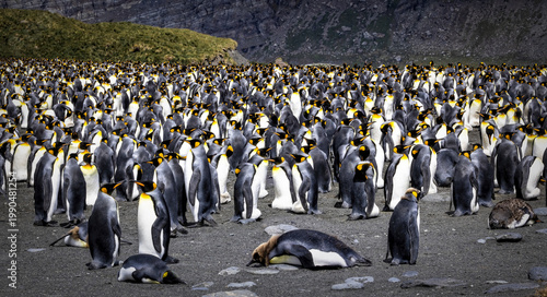 Quadro su tela Gold harbour, South Georgia is home to a large population of King Penguins