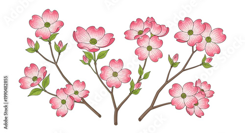 Pink dogwood blossoms on branches isolated on white background