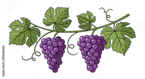 Illustration of two purple grape clusters with green leaves on vine