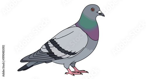 Illustration of a Pigeon with Detailed Plumage on White Background