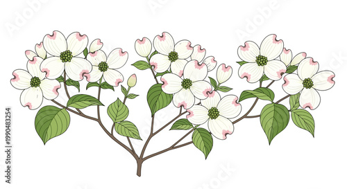 Elegant floral illustration of blooming dogwood branch with green leaves