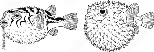Detailed pufferfish illustration showing inflated and normal states, marine wildlife artwork, ocean nature concept, aquatic defense mechanism inspired art