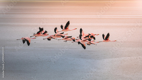 Tableau sur toile James and Chilean flamingos in Laguna Hedionda located in the Bolivian altiplano near the Uyuni Salt Flat (Salar de Uyuni) in Bolivia, South America