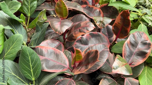 Rubber plant leaves with pink and green variegation