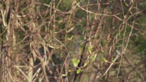 A fresh tree branch flourishes with vibrant green leaves during a sunny spring day. Warm sunlight illuminates the foliage as it sways in the wind against a soft, blurry natural landscape of bushes. 