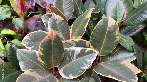Ficus elastica leaves in green and cream variegation