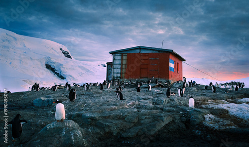 Foto Close-up of a Gentoo Penguin -Pygoscelis papua- standing on the rocky shore of T