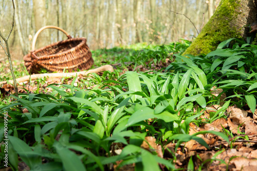 Cuadro en lienzo Wild garlic growing in forest with basket, foraging concept