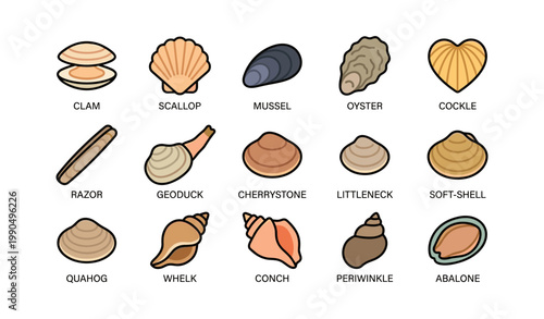 Shell varieties arranged and labeled in grid on white background