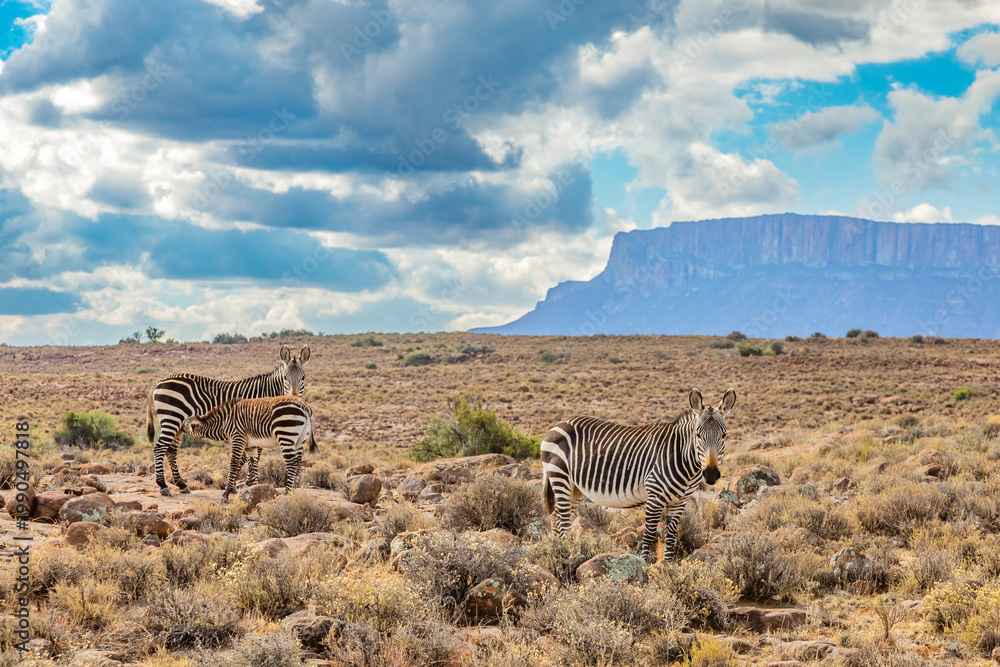 Fototapeta premium Mountain Zebra grazing in Karoo game reserve