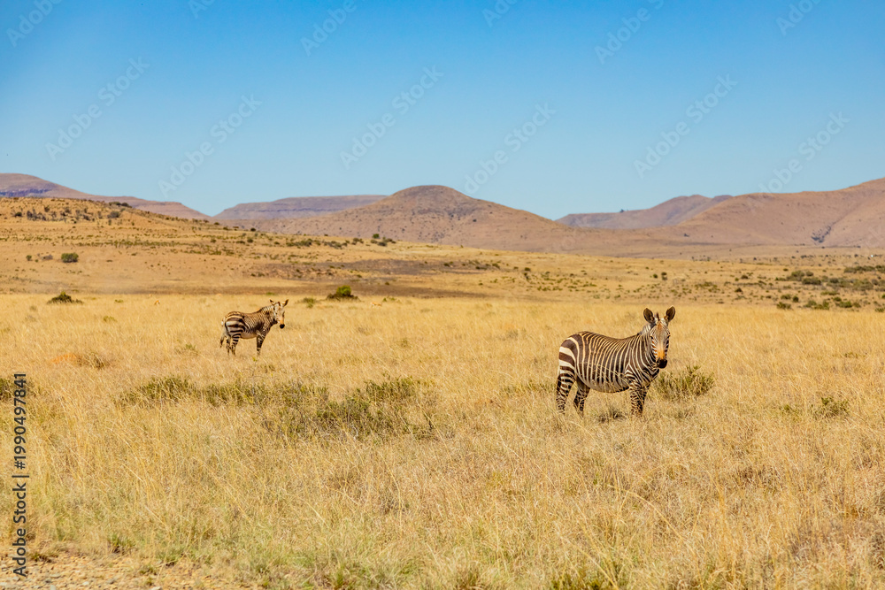 Fototapeta premium Mountain Zebra grazing in grassland in Game Reserve