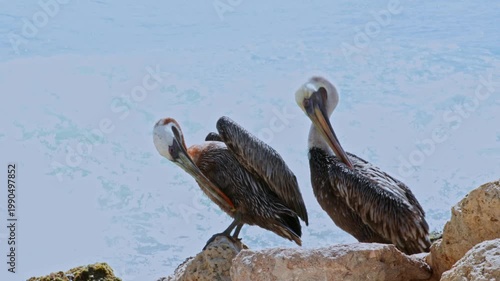 Close up view of brown pelicans preening feathers on rocky shore Caribbean Sea with calm blue water background. Aruba.
