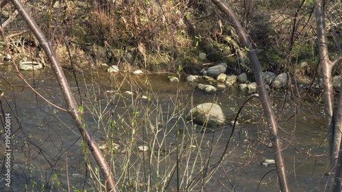 Clear shallow water of the little river moves over rocks in a small stream, with thin branches and early spring buds framing the natural textures along the sunlit bank. 