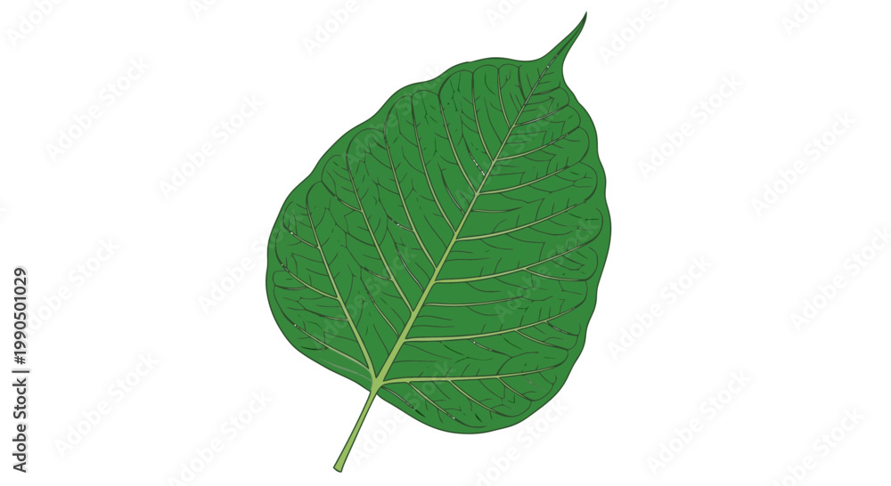 Fototapeta premium A vibrant green leaf with intricate vein details, set against a clean white background, in a realistic botanical illustration style, showcasing nature's beauty and foliage