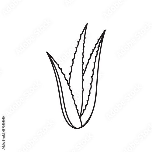 Aloe vera leaf outline vector flat illustration design